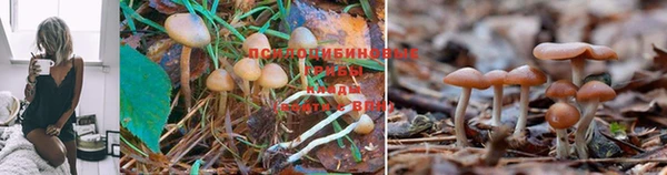 бошки Арсеньев